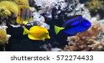 Sea fish, Blue tang (Paracanthurus hepatus), Copperband Butterflyfish (Chelmon rostratus) and Yellow tang (Zebrasoma flavescens). These are the most popular aquarium fish of the sea