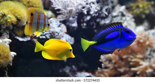 Sea fish, Blue tang (Paracanthurus hepatus), Copperband Butterflyfish (Chelmon rostratus) and Yellow tang (Zebrasoma flavescens). These are the most popular aquarium fish of the sea