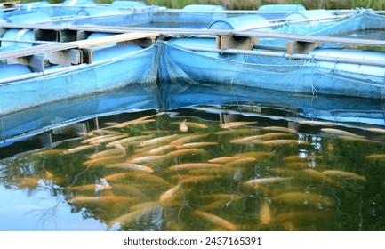 Sea fish farm. Cages for fish farming dorado and seabass. The workers feed the fish a forage.
