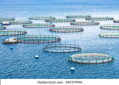 Sea Fish Farm. Cages For Fish Farming Dorado And Seabass. The Workers Feed The Fish A Forage.