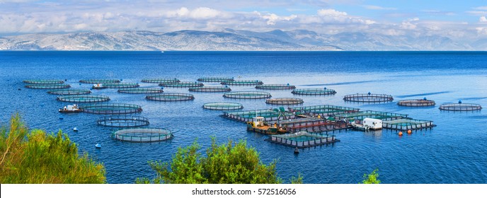 Sea Fish Farm. Cages For Fish Farming Dorado And Seabass. The Workers Feed The Fish A Forage. Seascape Panoramic Photography.