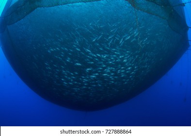 Sea Fish Farm. Cages For Fish Farming Dorado And Seabass.Underwater View.