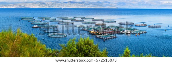 Sea fish farm. Cages for fish farming dorado\
and seabass. The workers feed the fish a forage. Seascape panoramic\
photography.