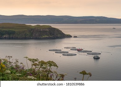 Sea Fish Farming In Round Nets On Open Sea, Floating Cages In Scotland. High Angle View Of Aquaculture Fishing Farm Enclosure And Fishing Boat