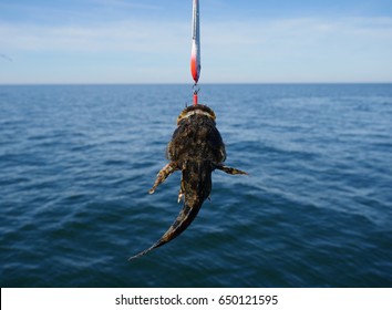 Sea Fish Lophius Piscatorius On Fishing Rod