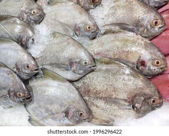 Sea Fish In The Market. Black Pomfret (Parastromateus Niger, Bramidae)