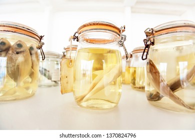 Sea fish specimens preserved in glass jars, sea fish specimens preserved in glass jars of formalin in museum shelves. Jarred animals in a scientific collection of ichthyology museum.