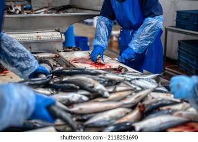 Sea Fish Worker Cuts Off Head Stock Photo 2118251690 | Shutterstock