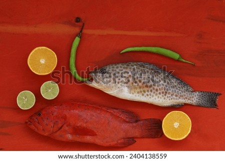 Sea fish,Cephalopholis,Areolate grouper, blue-spotted seabass, yellow-spotted grouper, marine ray-finned fish, sea bass,industrial catch, perch, free space, top view, place for text, red background Stock photo © 