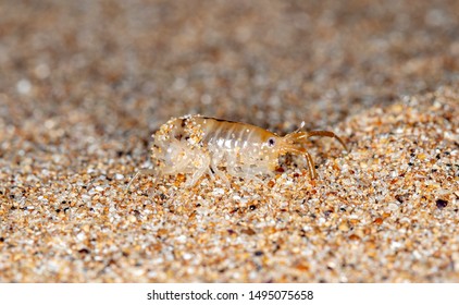 sea flea on the sea sand - Shutterstock ID 1495075658