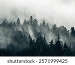 Sea fog drifts among Sitka spruce (binomial name: Picea sitchensis) and other conifers in a temperate rainforest along the eastern shore of Baranof Island late on a June afternoon in southeast Alaska