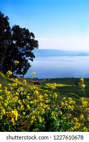 Sea of Galilee, Israel, Blooming mustard, March 5, 1998