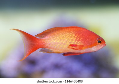 1,063 Goldie Fish Images, Stock Photos & Vectors | Shutterstock