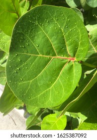 Sea Grape Tree Leaf In Rain