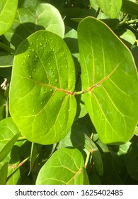 Sea Grape Tree Leaves In Rain