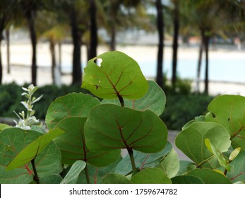 Sea Grape Tree On The Beach