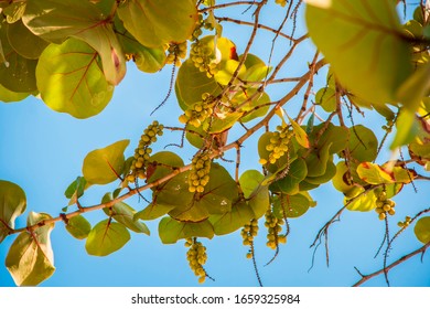 Sea Grape Tree On A Jamaican Beach