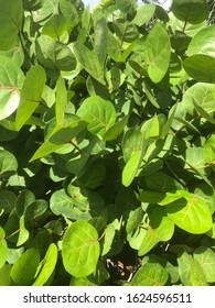 Sea Grape Tree In Rain