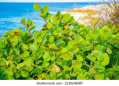 The Sea Grape Tree In The Sunshine