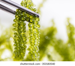 Sea Grapes