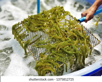 992 Caulerpa lentillifera Images, Stock Photos & Vectors | Shutterstock