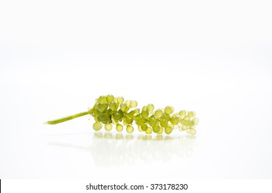 Sea Grapes Green Caviar