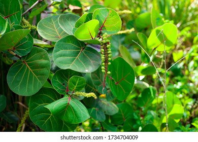 Sea Grapes On A Park Walkway