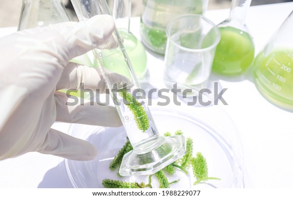sea grapes and simple plant experiments\
biology in the laboratory