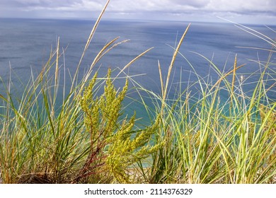 Sea Grass Closeup In Front Of Water