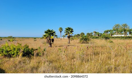 Sea Grass At Florida Beach Under A Bright Blue Sky