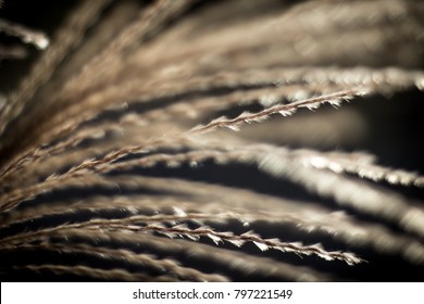 Sea Grass Macro