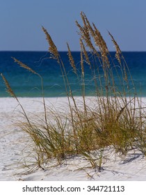 Sea Grass On The Beach And Found Along The Coastline Of Florida