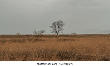 Sea Grass On The Lake Erie Bluffs