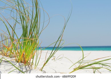 Sea Grass On White Sand In Pensacola, Florida