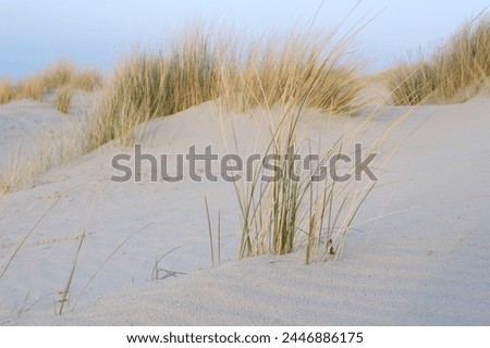Sea grass at the sandy dune of Juist island
