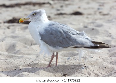 187 Sea Gulls Jersey Shore Images, Stock Photos & Vectors | Shutterstock