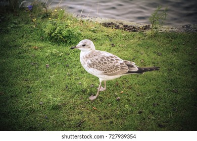 Sea Gull