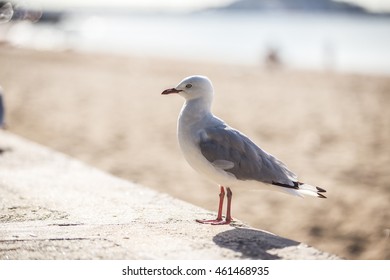 Sea Gull At The Beach Mission Bay New Zealand