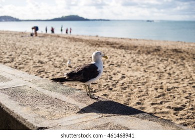 Sea Gull At The Beach Mission Bay New Zealand