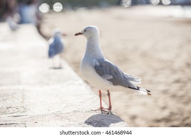 Sea Gull At The Beach Mission Bay New Zealand