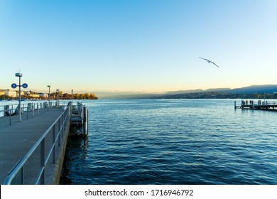 Sea Gull Flies Above Zurich Lake In Sunset Lighting