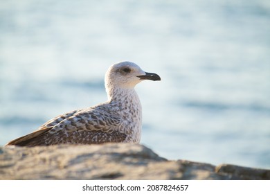 Sea gull (Larus) on stones in Moda, asian side of Istanbul, Turkey - Shutterstock ID 2087824657