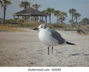 Sea Gull On The Beach, Amelia Island, Florida