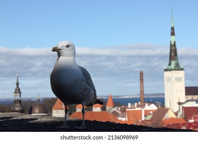 Sea gull on a rooftop with St Olaf Church bell tower in the background in the old town city center of Tallinn, Estonia, Europe