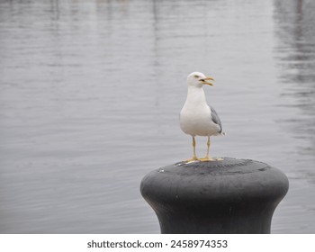 Sea gull on a Rusty bollard. Herring gull on a rusty iron mooring post in a Croatian harbor. Adult yellow-legged gull standing on a Rusty bollard blue water in background - Powered by Shutterstock