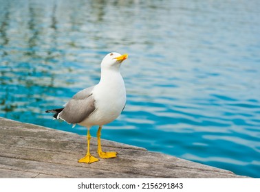 Sea Gull On A Wooden Pier Close To The Water, Looking Up In The Sky