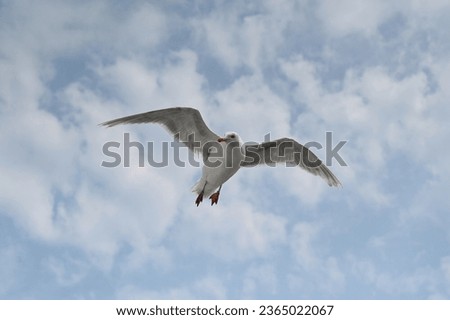 Sea gull with open wings flying - blue sky background - Glaucous-winged gull, pacific northwest seabird
