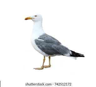 Marine Gull On Rest Isolated On Stock Photo (Edit Now) 231774070