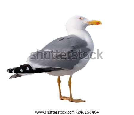 sea gull standing on his feet. seagull . Isolated over white