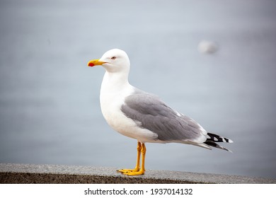 Sea gull stands against the background of the sea